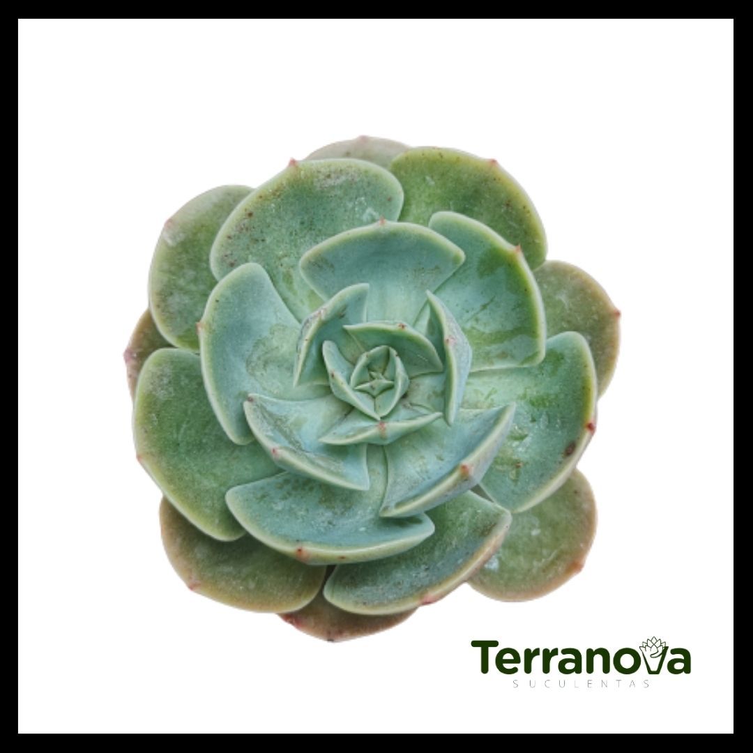 ECHEVERIA BLUE ROSE