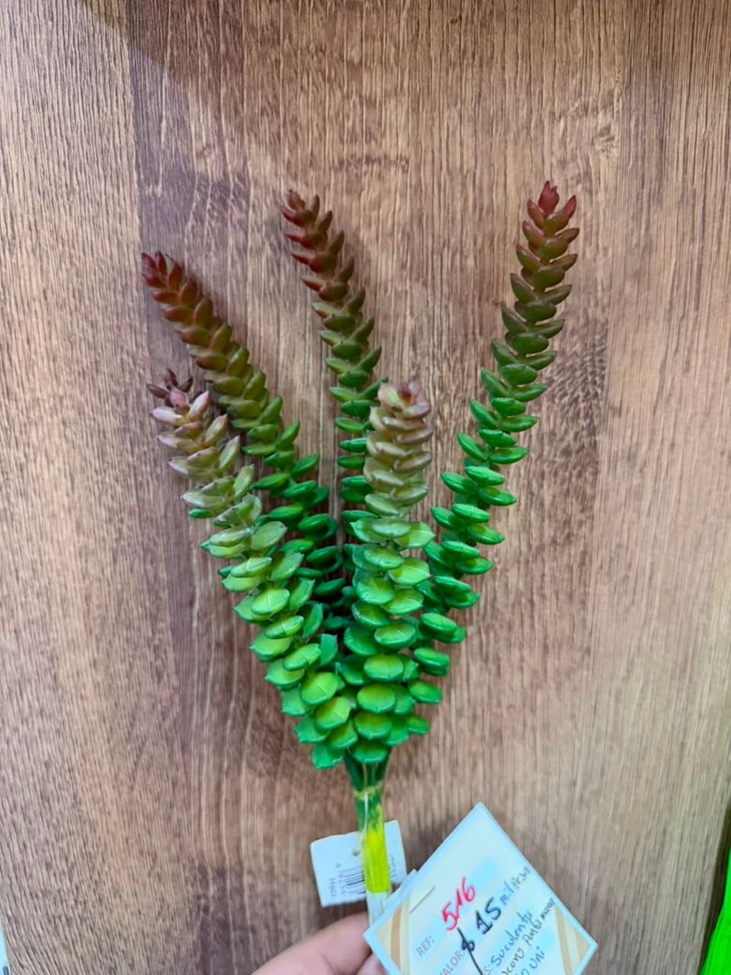 SUCULENTA TIPO ALGA VERDE PUNTA MARRON