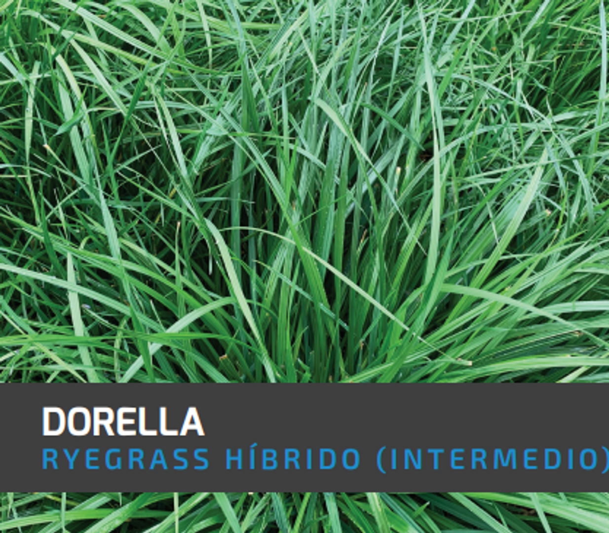 Ryegrass Dorella (Híbrido tetraploide) x Kilo AGOTADO