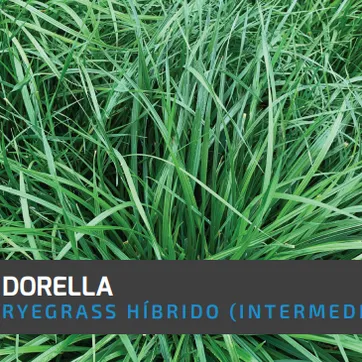 Ryegrass Dorella (Híbrido tetraploide) x Kilo AGOTADO - imagen 1