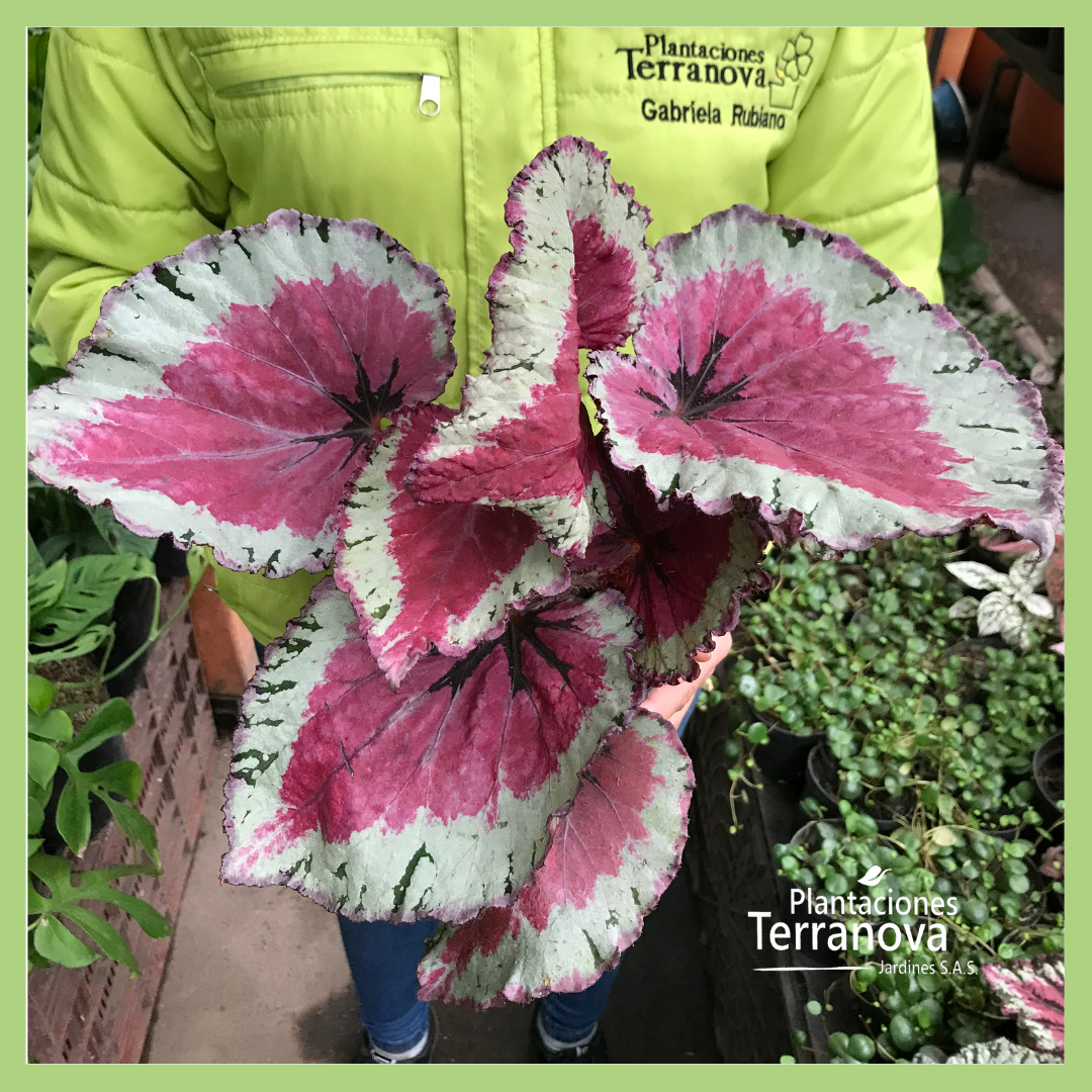 BEGONIA REX