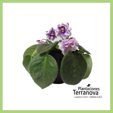 VIOLETA AFRICANA - imagen 1