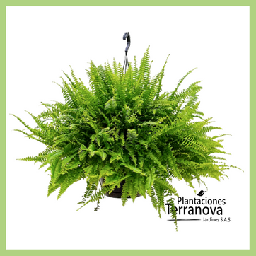 CANASTA HELECHO BOSTON - imagen 1