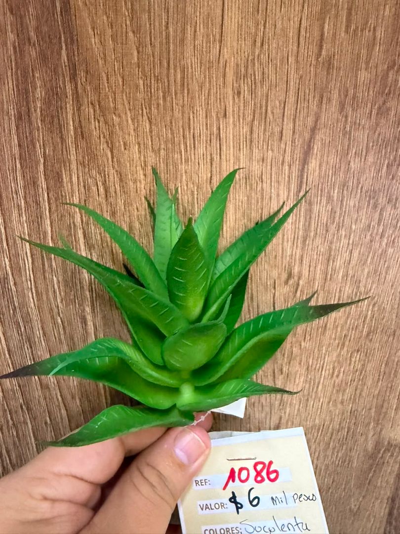 SUCULENTA TIPO SAVILA VERDE CLARO