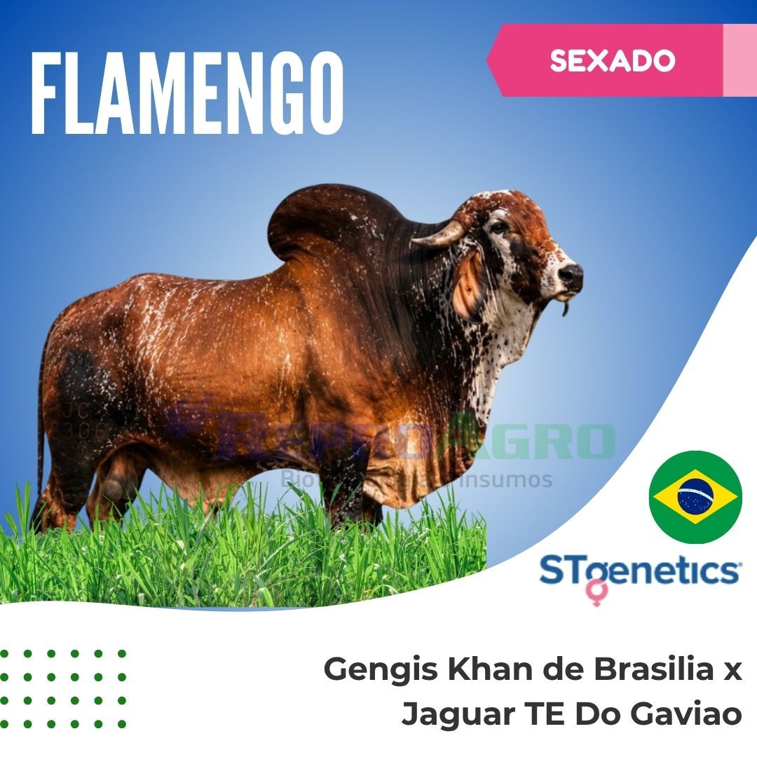 FLAMENGO SEXADO