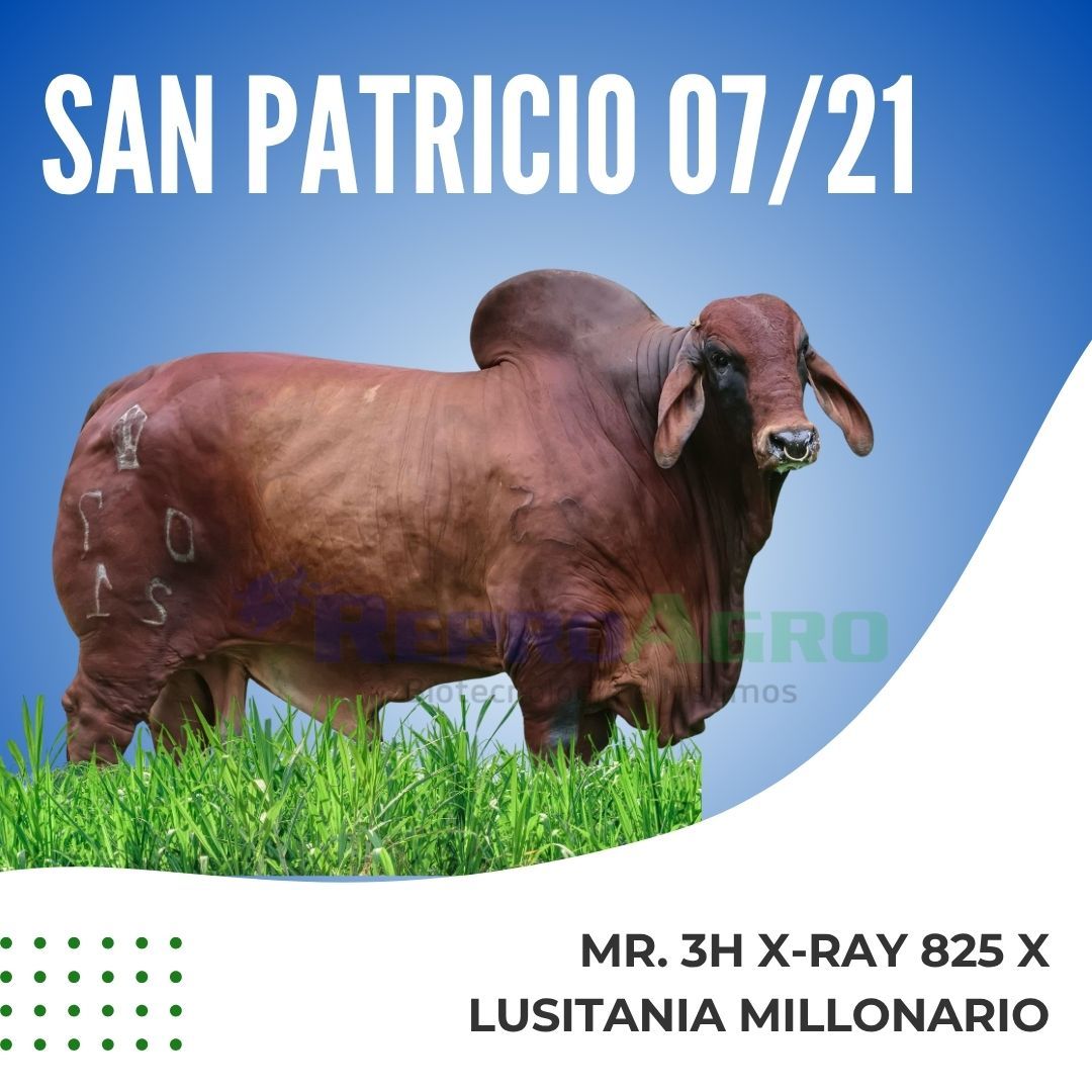 SAN PATRICIO 07/21