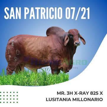 SAN PATRICIO 07/21 - imagen 1