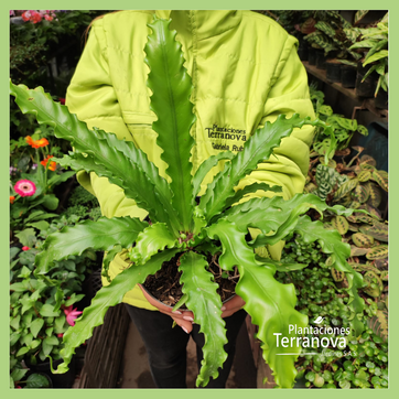 HELECHO NIDO CRESPO - imagen 2