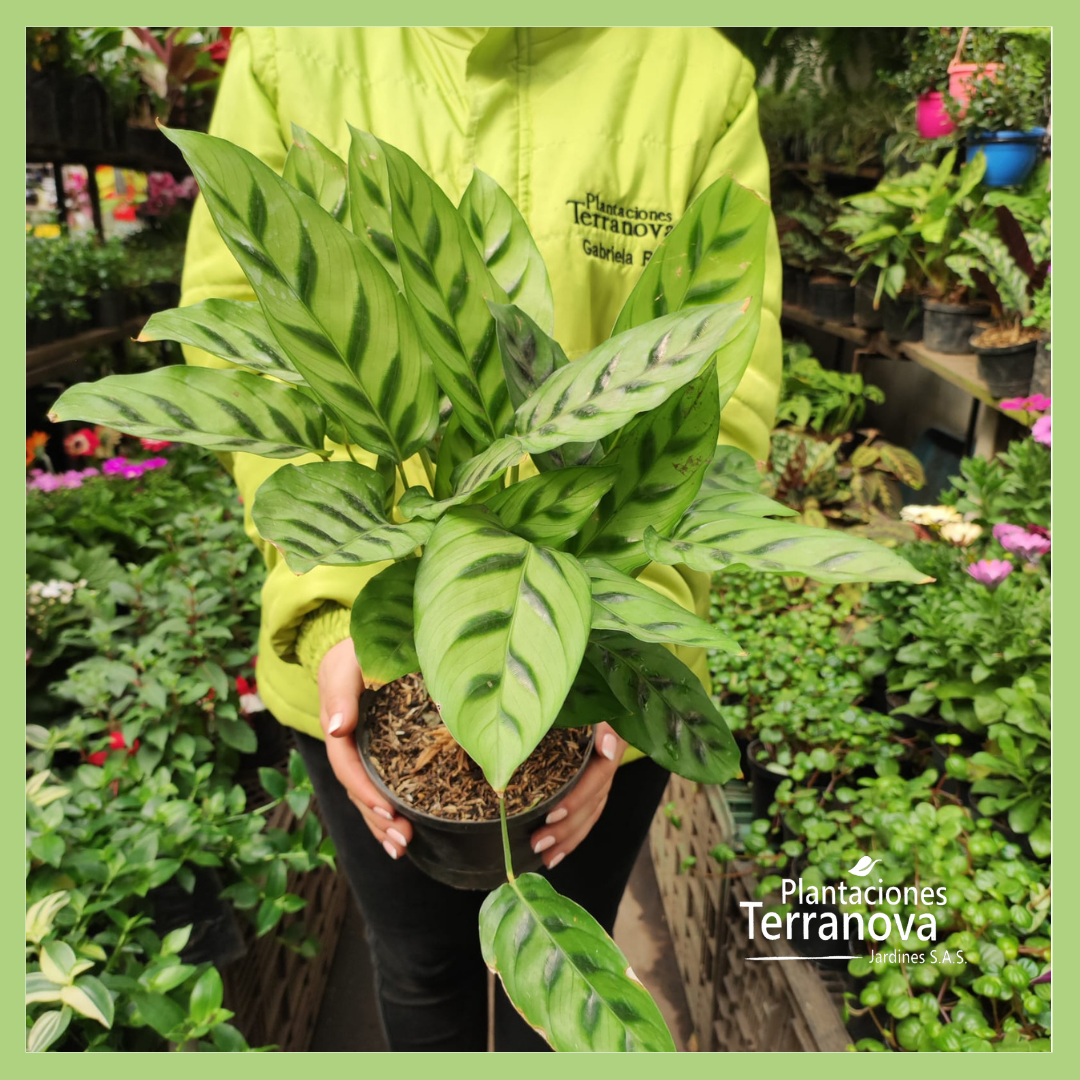 CALATHEA 10 MANDAMIENTOS