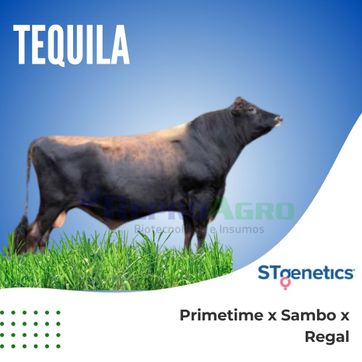 TEQUILA - imagen 1