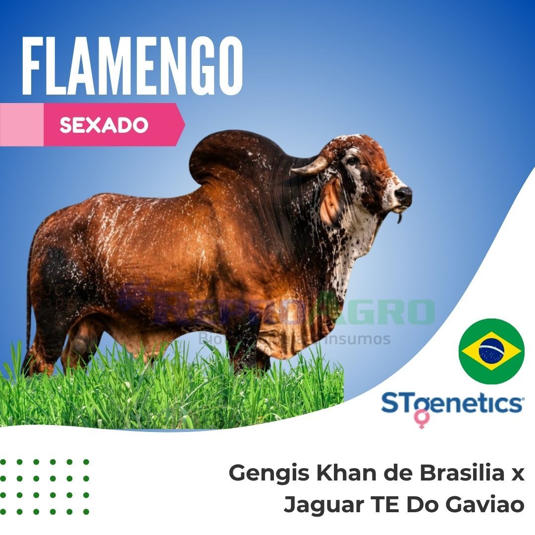 FLAMENGO SEXADO