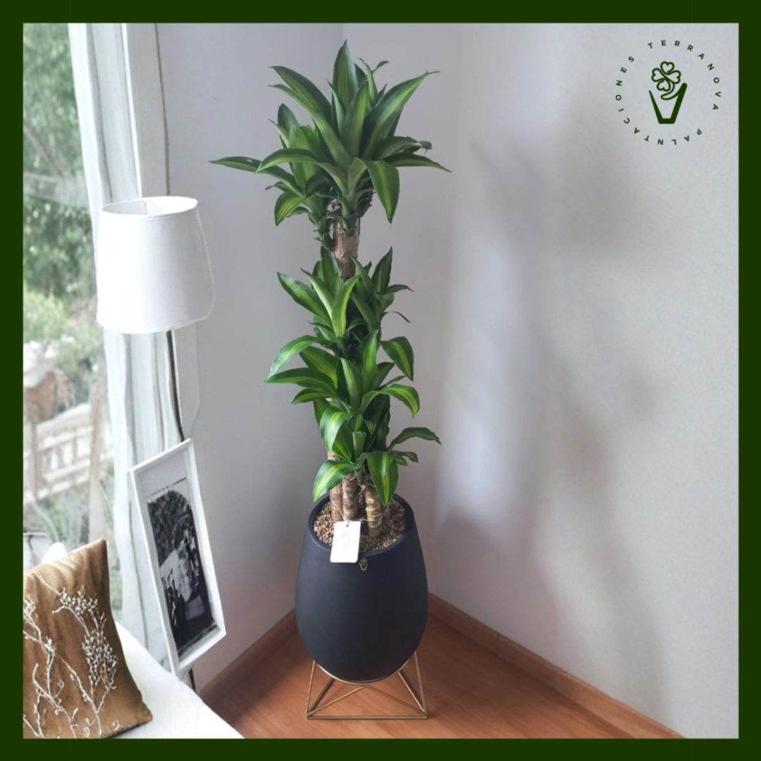 COMBO TRONCO DEL BRASIL