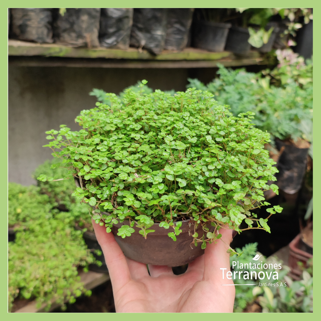 PASTO LAGRIMA DE BEBÉ