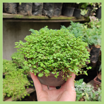 PASTO LAGRIMA DE BEBÉ - imagen 3