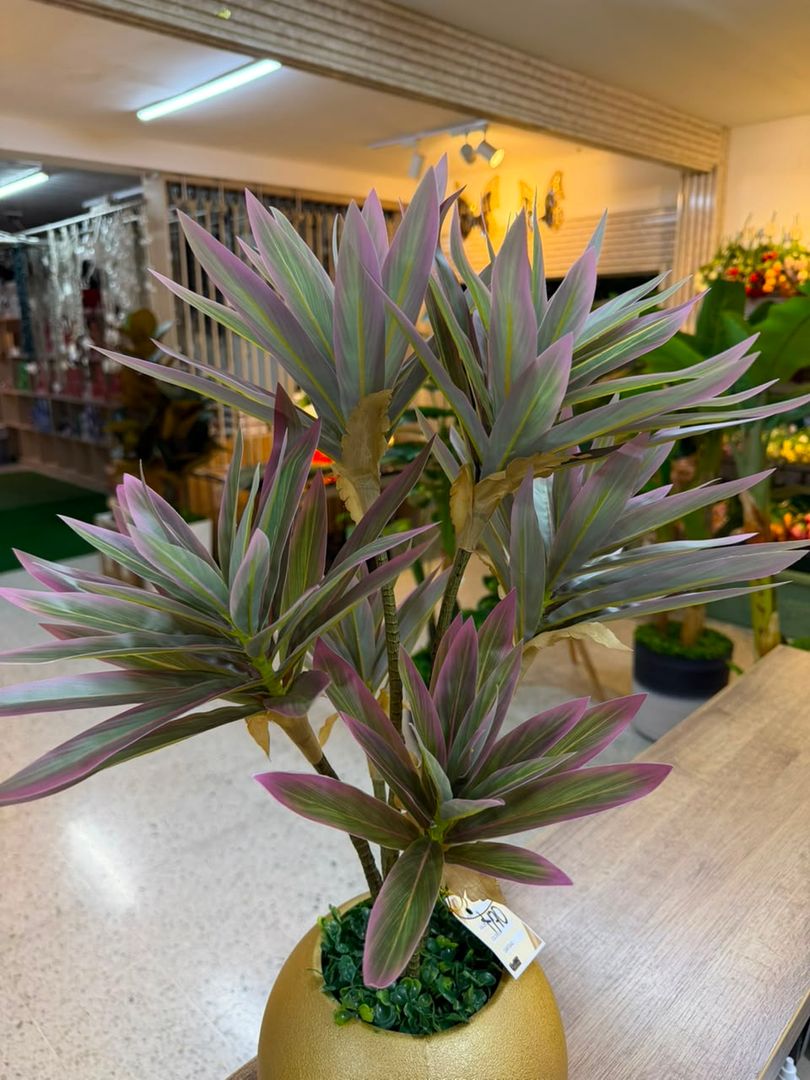 PLANTA CANCION DE LA INDIA MORADA X 3 TALLOS