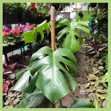 MONSTERA ENREDADERA - imagen 2