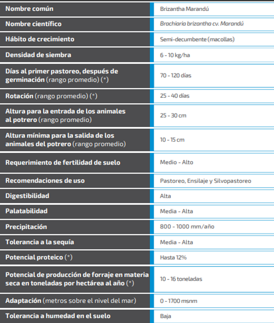  Marandú Brachiaria Brizantha x Kilo