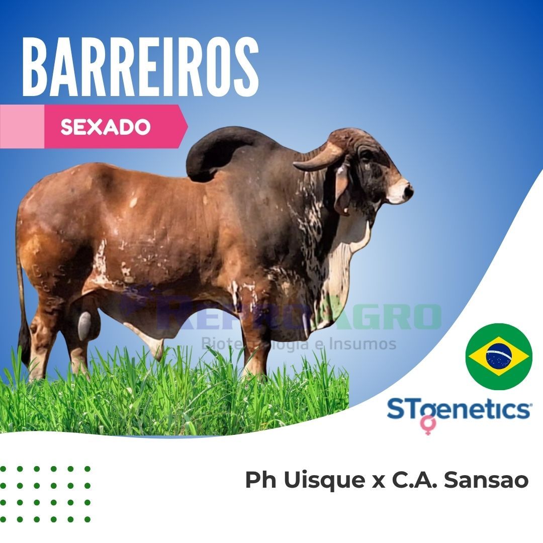 BARREIROS SEXADO