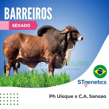BARREIROS SEXADO - imagen 1