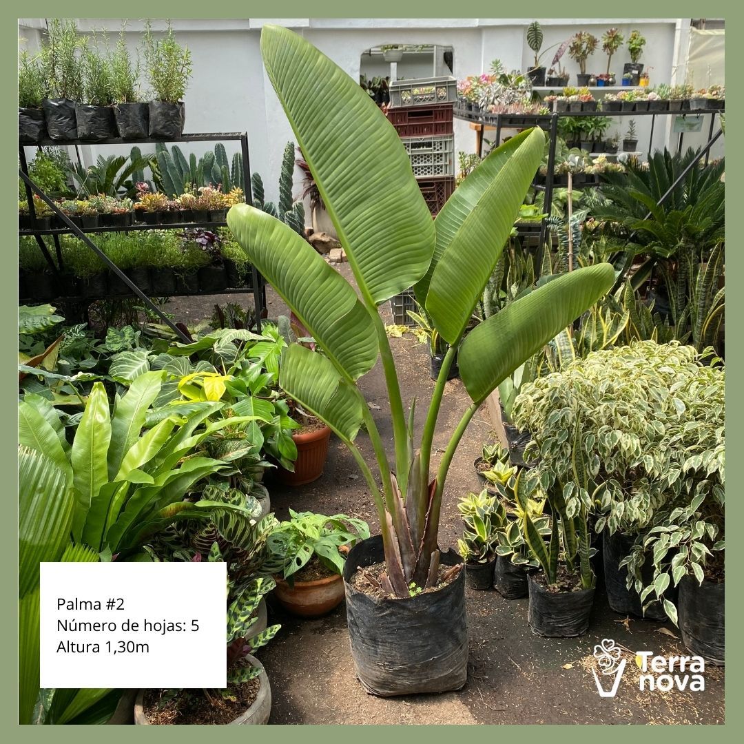 PALMA #2