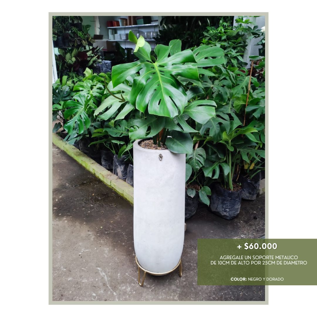 PROMO PLANTAS DE LUZ INDIRECTA 