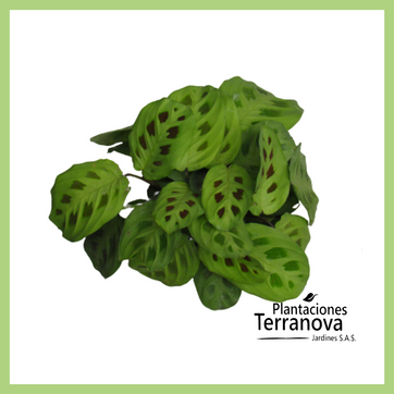 CALATHEA SOLDADITO - imagen 1