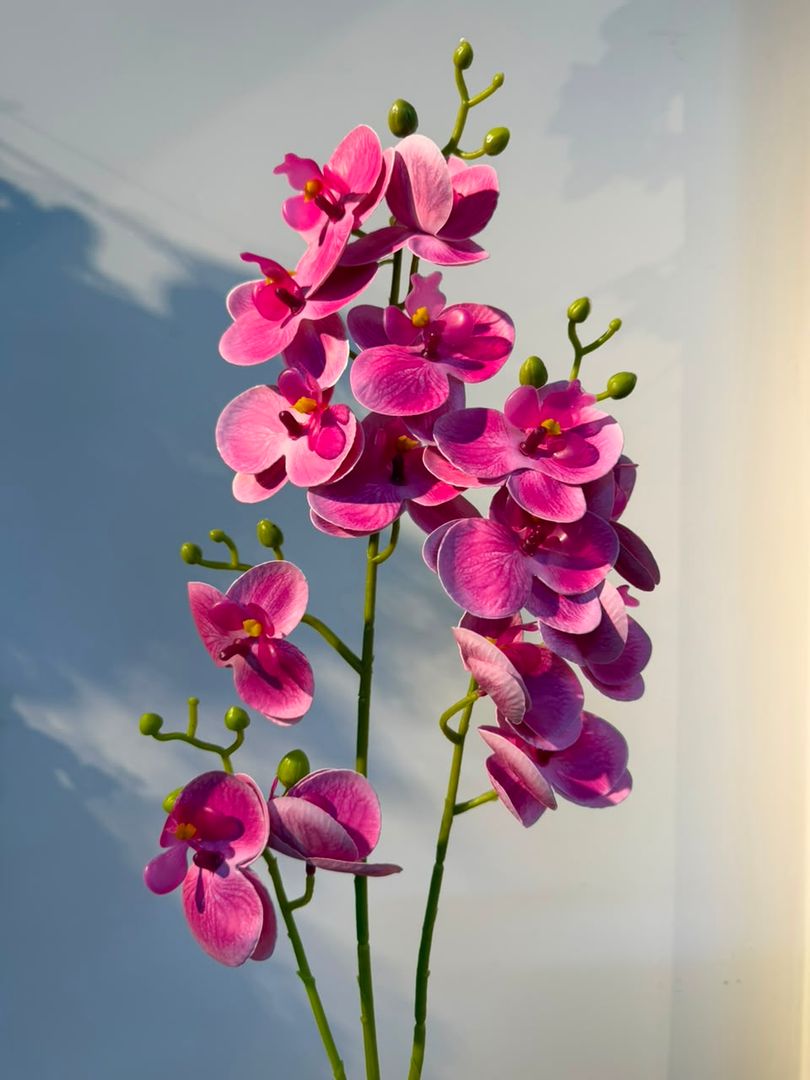 MATICA DE ORQUIDEA DE LATEX FUCSIA