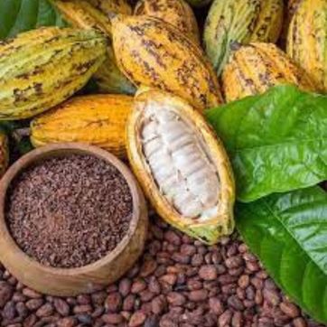 Tour de café y cacao ( Minca Sierra Nevada) - imagen 2