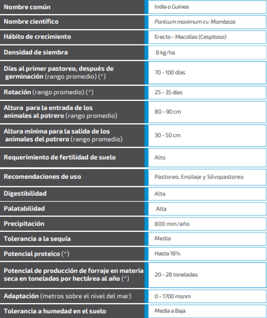 Mombaza Guinea Panicum Maximum  (Incrustada) x Kilo