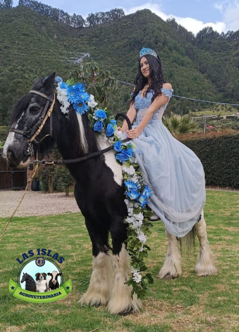 SESION FOTOGRAFICA CON CABALLO