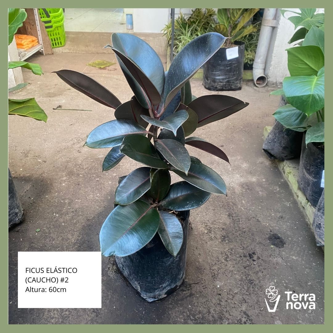 FICUS ELASTICO (CAUCHO) #2
