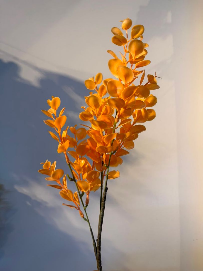 EUCALIPTO EN VARA NARANJA