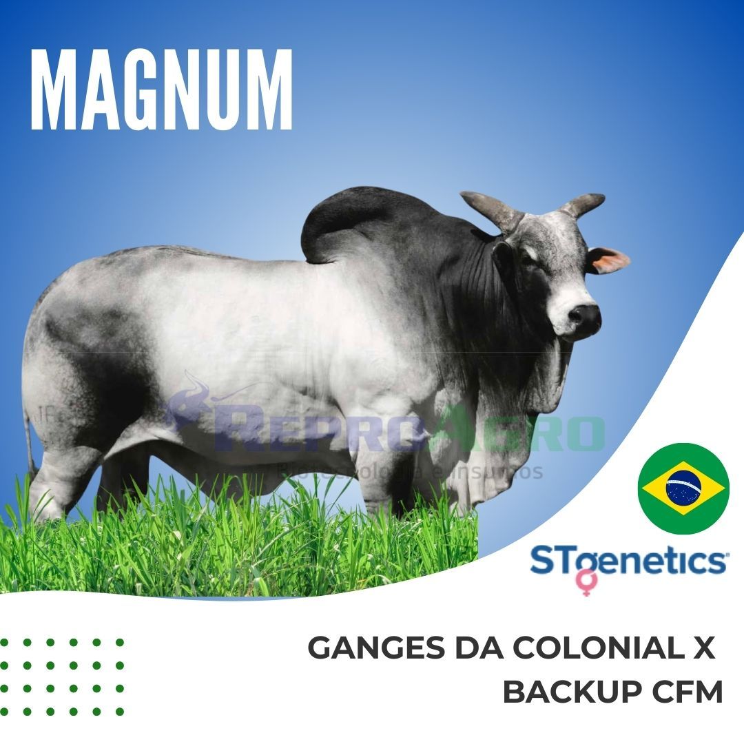 MAGNUM