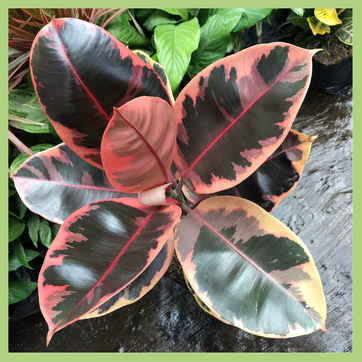 FICUS ELASTICA ROSA - imagen 2