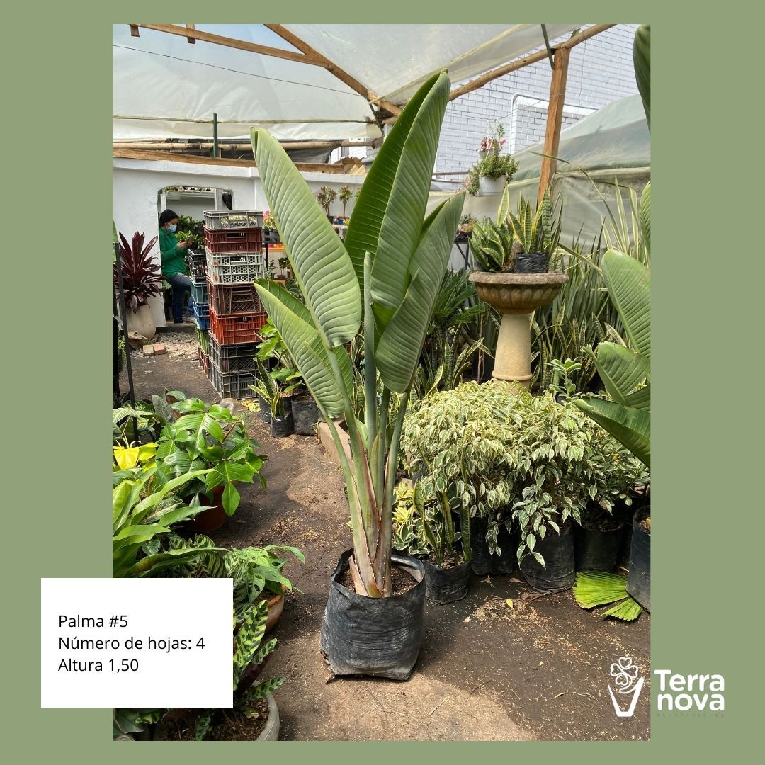 PALMA #5