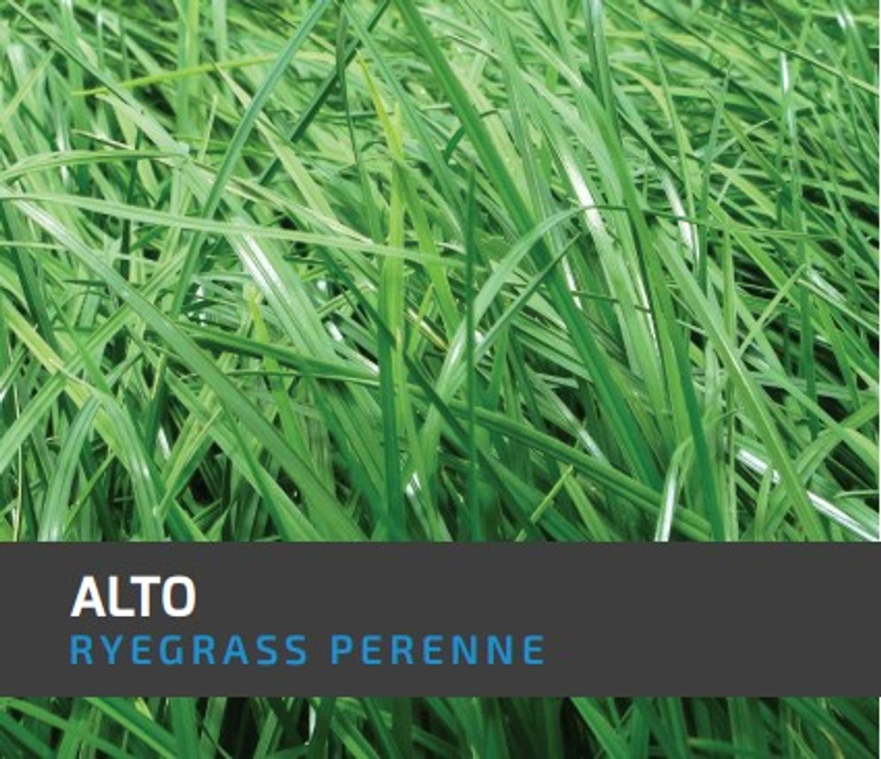 Ryegrass Alto (Perenne diploide)x Kilo AGOTADO  LB