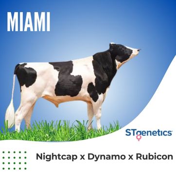 MIAMI - imagen 1