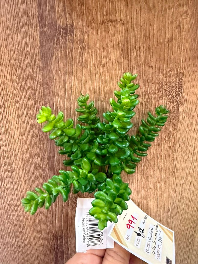 SUCULENTA VERDE