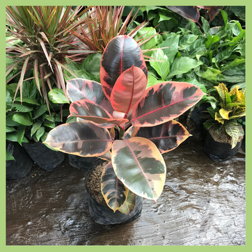 FICUS ELASTICA ROSA - imagen 3