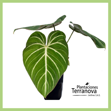 PHILODENDRON GLORIOSUM - imagen 1