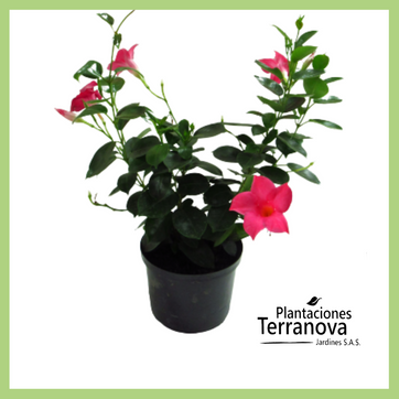 DIPLADEMIA - imagen 1