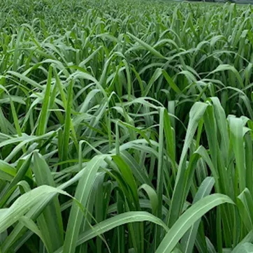 Imagen del producto Miyagui Guinea Panicum Maximum  x Kilo