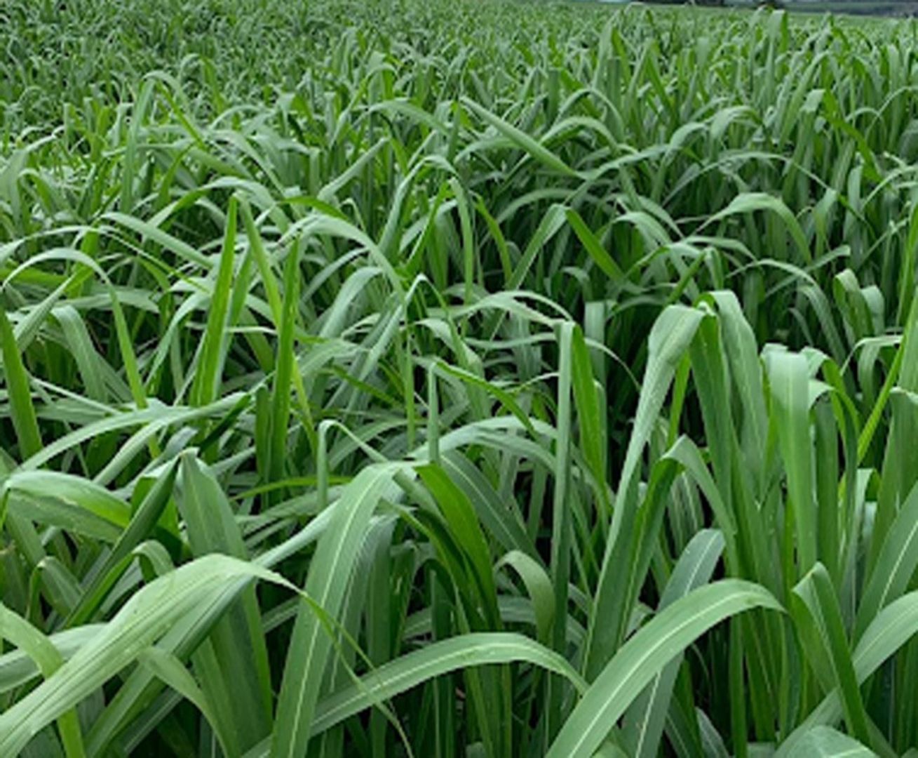 Miyagui Guinea Panicum Maximum  x Kilo