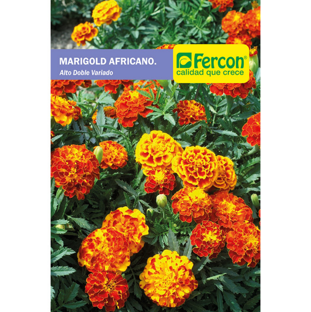 MARIGOLD