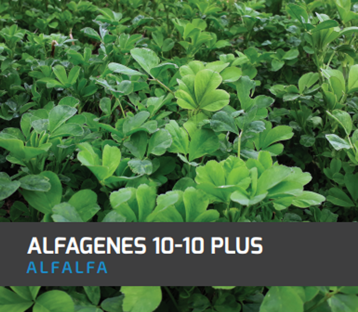 Alfalfa Alfagenes 10-10 Plus x Libra