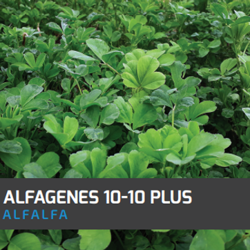 Alfalfa Alfagenes 10-10 Plus x Libra - imagen 1