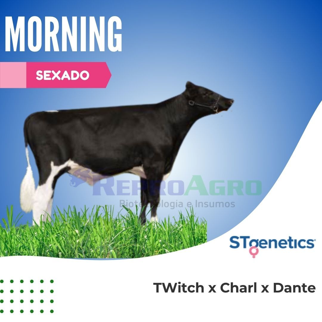 MORNING SEXADO