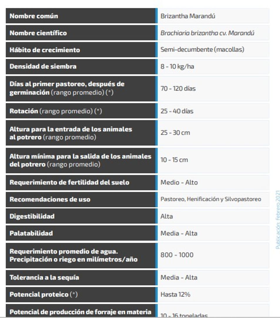  Marandú Brachiaria Brizantha(Incrustada) x Kilo