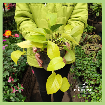 PHILODENDRON LIMON COLGANTE - imagen 2