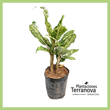 AGLONEMA MILITAR - imagen 1